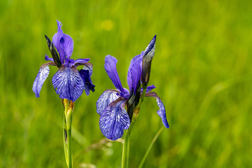 Sibirische Schwertlilie, Blüte am Chiemsee