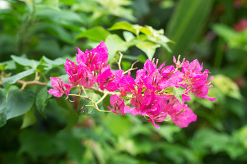 Colorful bougainvillea flowers blossoms
