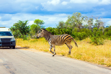 Zebra crosses a road in front of a car