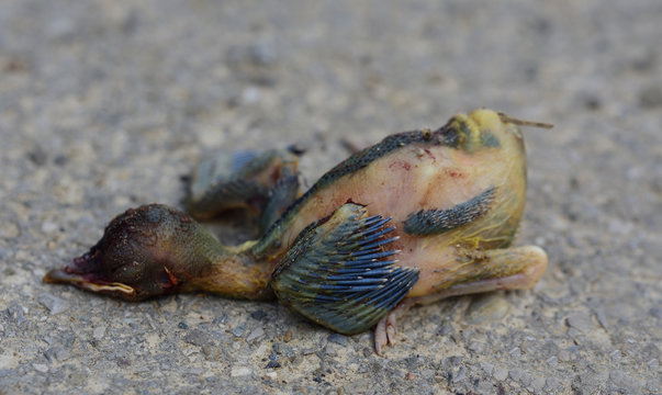 Close-up of a young, immature bird that has fallen out of its nest and has died