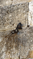 Branch growing Western Wall Jerusalem Israel.