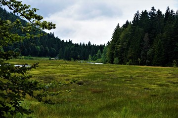 Fototapeta na wymiar Lac de Lispach - bogland in the Vosges