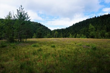 The banks of beautiful Lac de Lispach are overgrown with grass