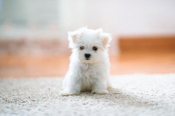 White cute maltese puppy, 2 months old looking at us