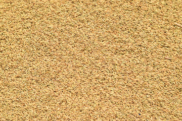 Paddy rice after harvesting rice.