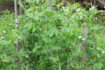 Green sweet pea plant on bed in the garden blooming during vegetation, closeup, copy space, grow your own and organic vegetation concept