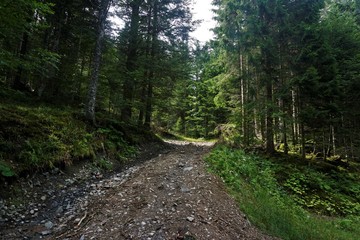 Forest road in the Vosges near Markstein mountain