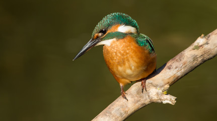 Common Kingfisher, Alcedo atthis. Close-up portrait of a bird in the morning sunlight. A bird sits on a branch near the river