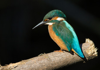 Common Kingfisher, Alcedo atthis. Close-up portrait of a bird in the morning sunlight. A bird sits on a branch near the river