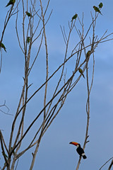 Toucan, typical bird of Brazilian fauna