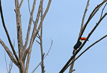 Toucan, typical bird of Brazilian fauna