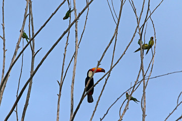 Toucan, typical bird of Brazilian fauna