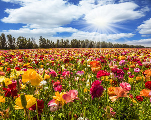 The flower carpet of multicolor buttercups