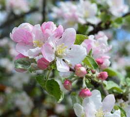 bright pink and white floral background of Apple blossom for decoration and decoration of postcards and fabrics