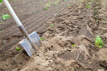 Gardener digging with garden spade in black earth soil. Farming, gardening, agriculture.Worker digs the black soil with shovel in the vegetable garden. Spring digging of the soil before planting