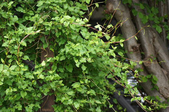 Schlingknöterich Persicaria als Kletterpflanze im Garten