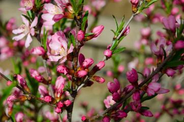 Spring blooming of pink barberry