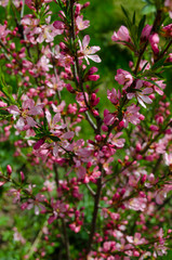 Spring blooming of pink barberry