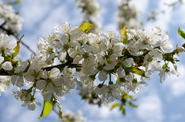 Fototapeta premium Beautiful cherry blossom blue sky background