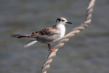 Little Gull, (Hydrocoloeus minutus) bird in the natural habitat.