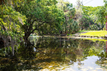 Spanish Moss on the trees in the City Park of New Orleans Louisiana USA