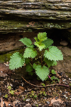 Nettle