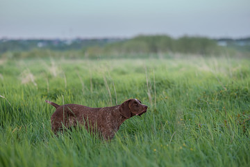 Fototapeta na wymiar the hunting dog freezes in place, sniffing the scent of game in the green grass. Horizontal photo of Kurzhaar