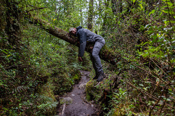 Fototapeta premium Tourist resting like a feline on a fallen tree on a trail in the mountains of chilean patagonia