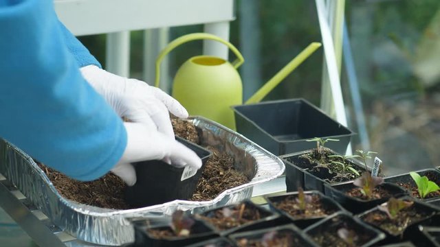 Woman gardener potting a seedling with soil in greenhouse with gloves on. Organic homegrown food in backyard.