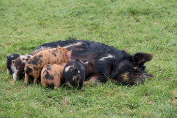 a group of kunekune piglets suckling a mother pig © chris