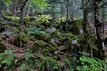 Fototapeta na wymiar Mossy rocks in the Frankenthal-Missheimle nature reserve