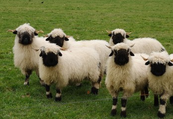 Obraz premium A herd of black nose sheep in the meadow. Walliser schwarznase.