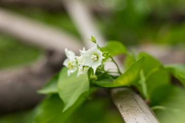 Smallwhite flower name is Vallaris glabra