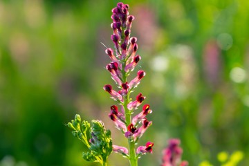 Kwiat czerwony w lesie