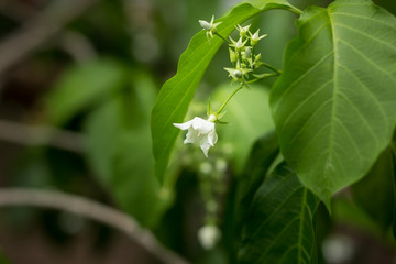 Smallwhite flower name is Vallaris glabra