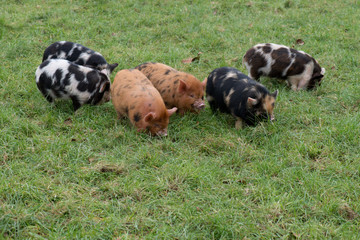 a group of kunekune piglets  © chris
