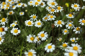 Fototapeta premium Chamomile flowers field in bloom