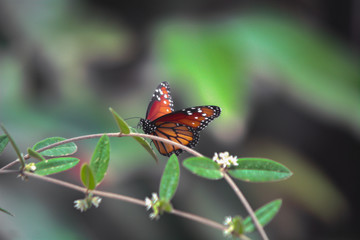 butterfly on leaf
