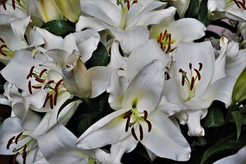 Beautiful bunch of white lily blossoms as room decoration