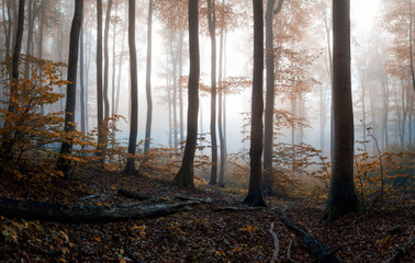 Autumn foggy forest. Balkan Mountains