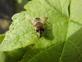 Abeille macro (11)