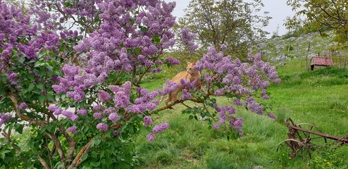 field of lavender and cat