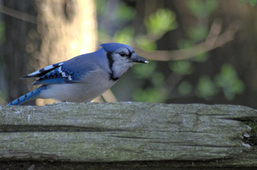 Blue Jay on a fence rail with a seed in his mouth