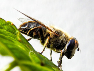 Abeille macro (8)