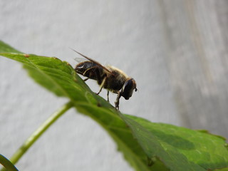Abeille macro (7)