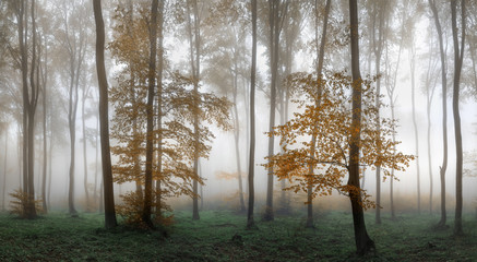 Fototapeta na wymiar Autumn foggy forest. Balkan Mountains