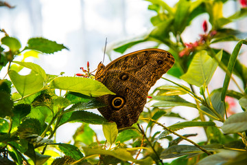 The fabulous butterflies of Louisiana in the USA  glitter and sparkle as they fly around flowerbeds