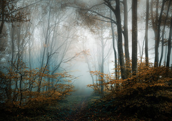 Autumn foggy forest. Balkan Mountains