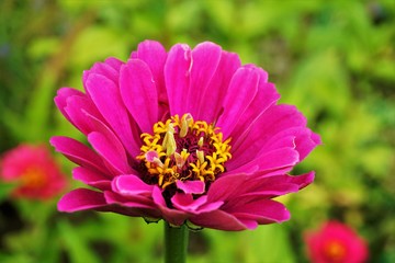 Beautiful pink blossom - probably of a Zinnia or Cosmos plant