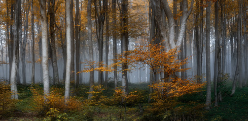 Obraz premium Autumn foggy forest. Balkan Mountains